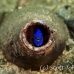 damsel_blue_bottle_muck_h_0705_png2276.jpg